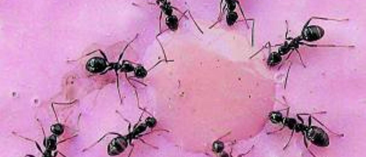 Varias hormigas rodean un círculo de miel.