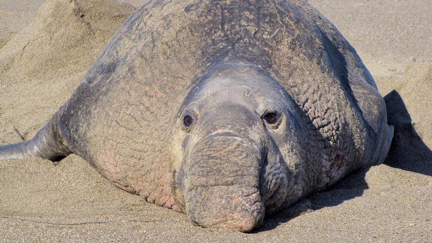 ¿Cuál es el animal más ruidoso del mundo?