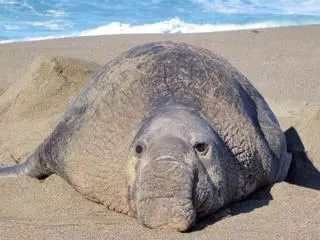 ¿Cuál es el animal más ruidoso del mundo?