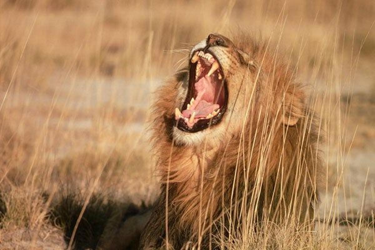 Rugido de un león en la planicie conocida como Andoni, en el Parque Nacional de Etosha.
