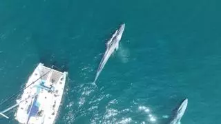 Investigadores vigueses usarán sistemas de escucha y marcaje satelital para monitorizar las ballenas que llegan a la costa de Galicia