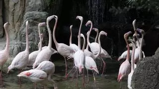 La plataforma `Taula per la partida' se opone a ampliar Bioparc