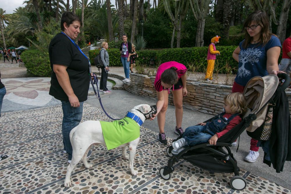 Feria de la adopción de mascotas en Elche