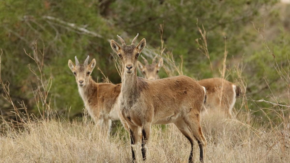 La Conselleria no prevé aumentar las medidas para combatir la sarna en Castellón