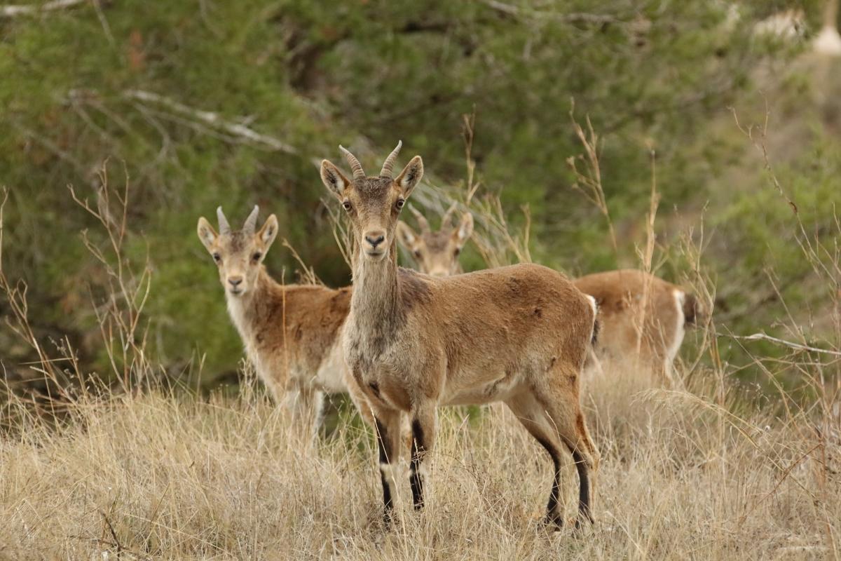 La Conselleria no prevé aumentar las medidas para combatir la sarna en Castellón