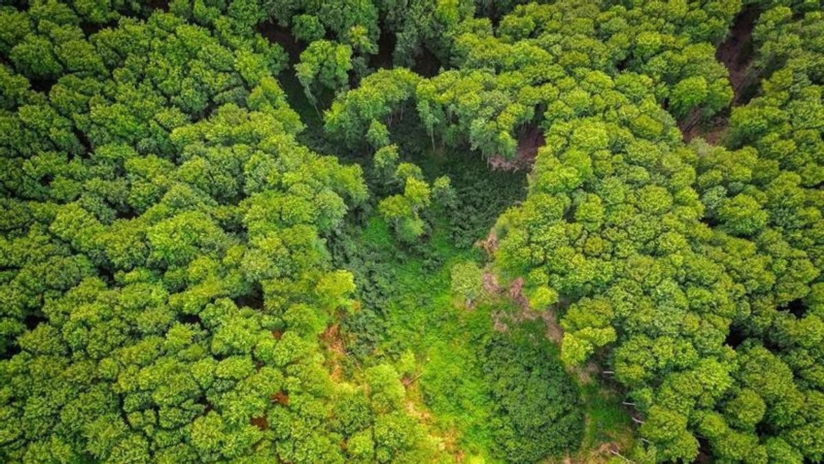 Conservar los bosques primarios es una necesidad urgente