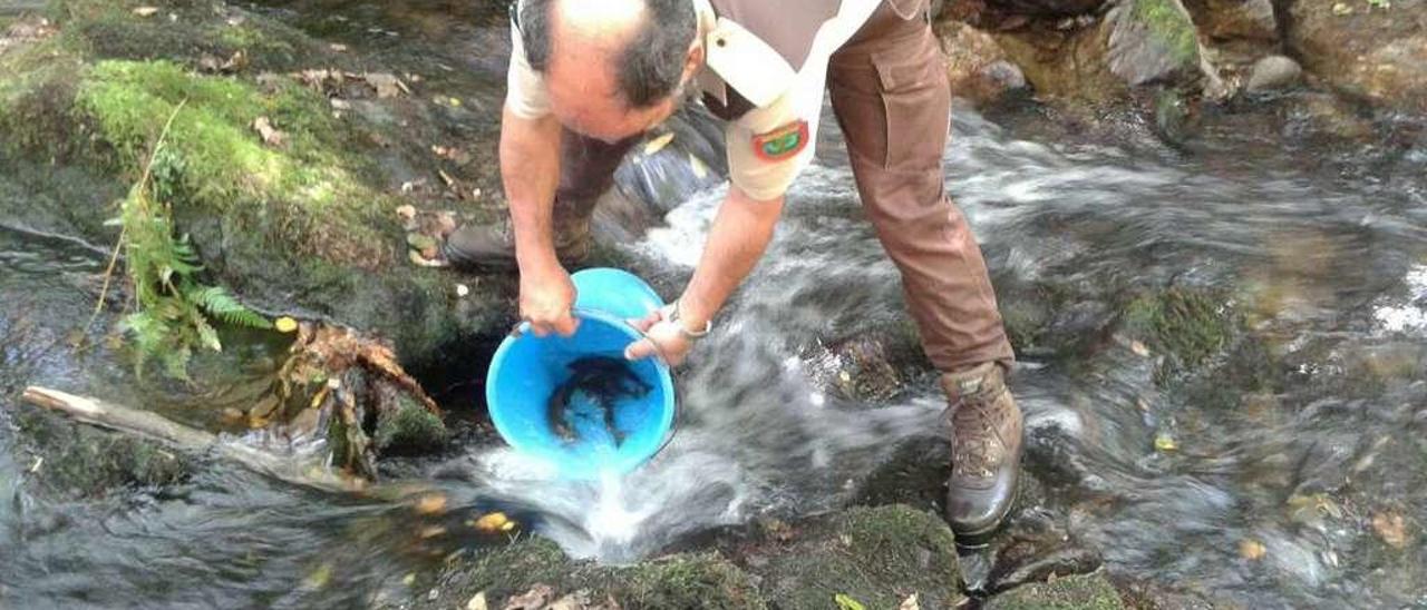 El guarda de Río Ulla, Ramiro Aller, en la pasada jornada, soltando truchas del Liñares en el Curantes.