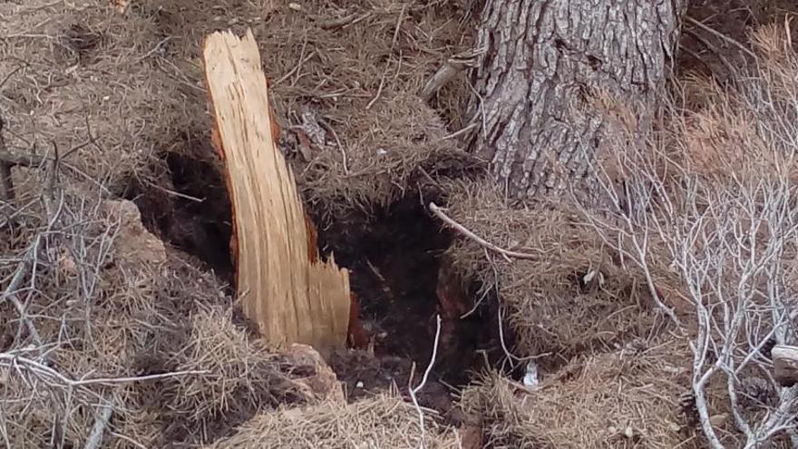 El viento tumba un árbol centenario en Venta del Moro