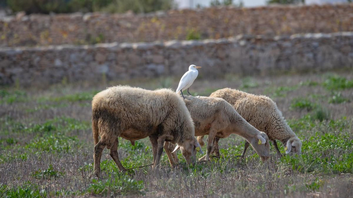 Ovejas en el campo de Formentera