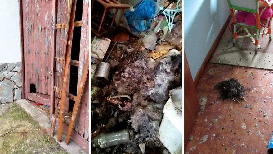 El &quot;garaje de los horrores&quot; descubierto por la Guardia Civil en Villaviciosa: un detenido tras hallar en él cadáveres de animales