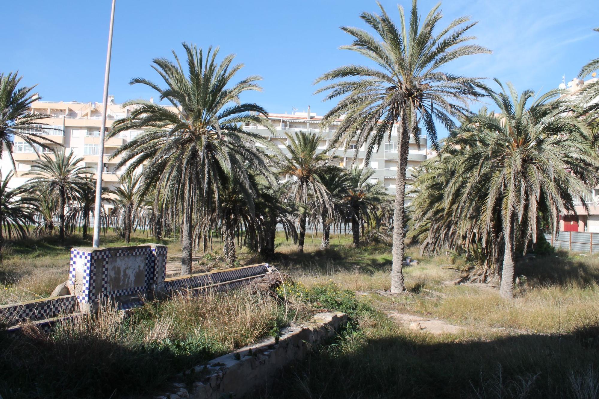 Palmeral del interior de la finca del Casa del Palangre, en una imagen de archivo. El informe ambiental reclama que se actúe para conservar los ejemplares