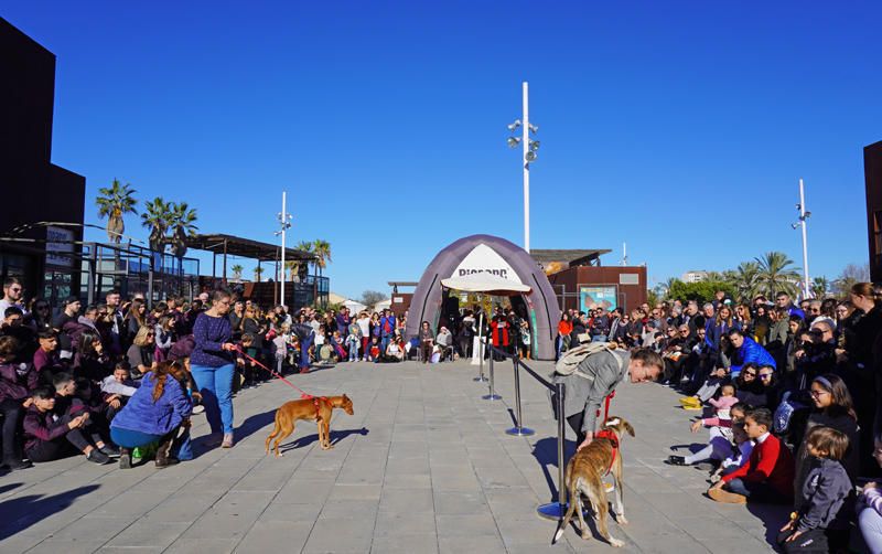 Fundación Bioparc y AUPA celebran el 15º Desfiles de perros abandonados