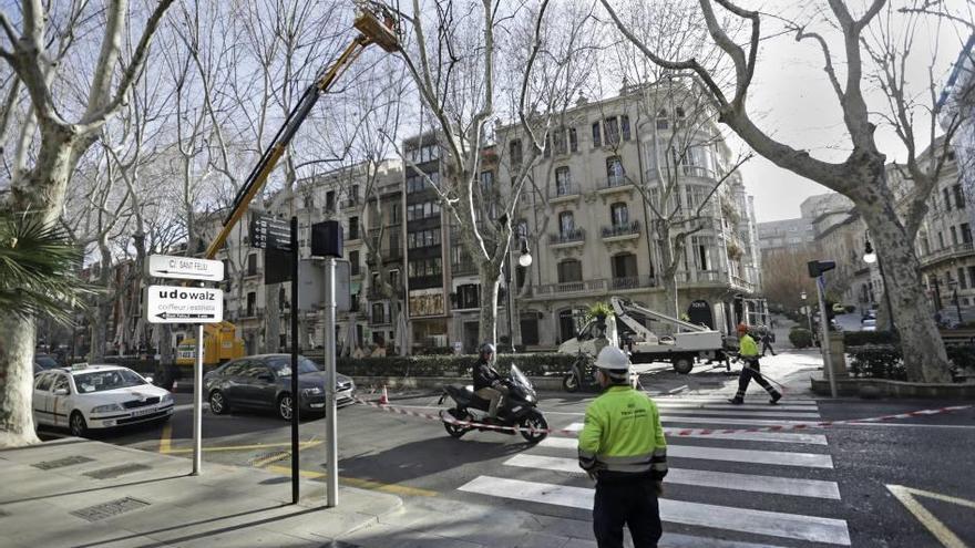 Poda de árboles en el passeig del Born