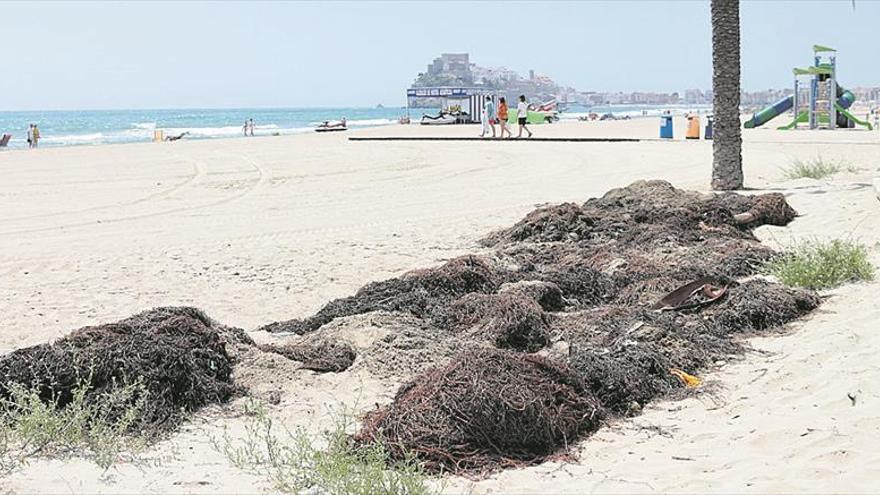 Peñíscola no sabe qué hacer con las algas que invaden sus playas tras los temporales