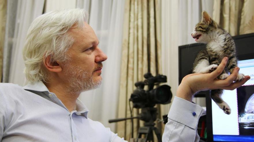 El gatito que alegra los días a Assange
