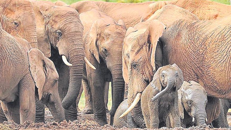  las elefantas viven con sus crías en grandes grupos, en los que la maternidad compartida y la solidaridad forman parte de su vida en sociedad. Juntas se protegen y buscan oportunidades para el grupo, que siempre permanece unido en amistad.