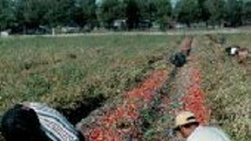 Fraude de 27 millones de € en las ayudas al tomate