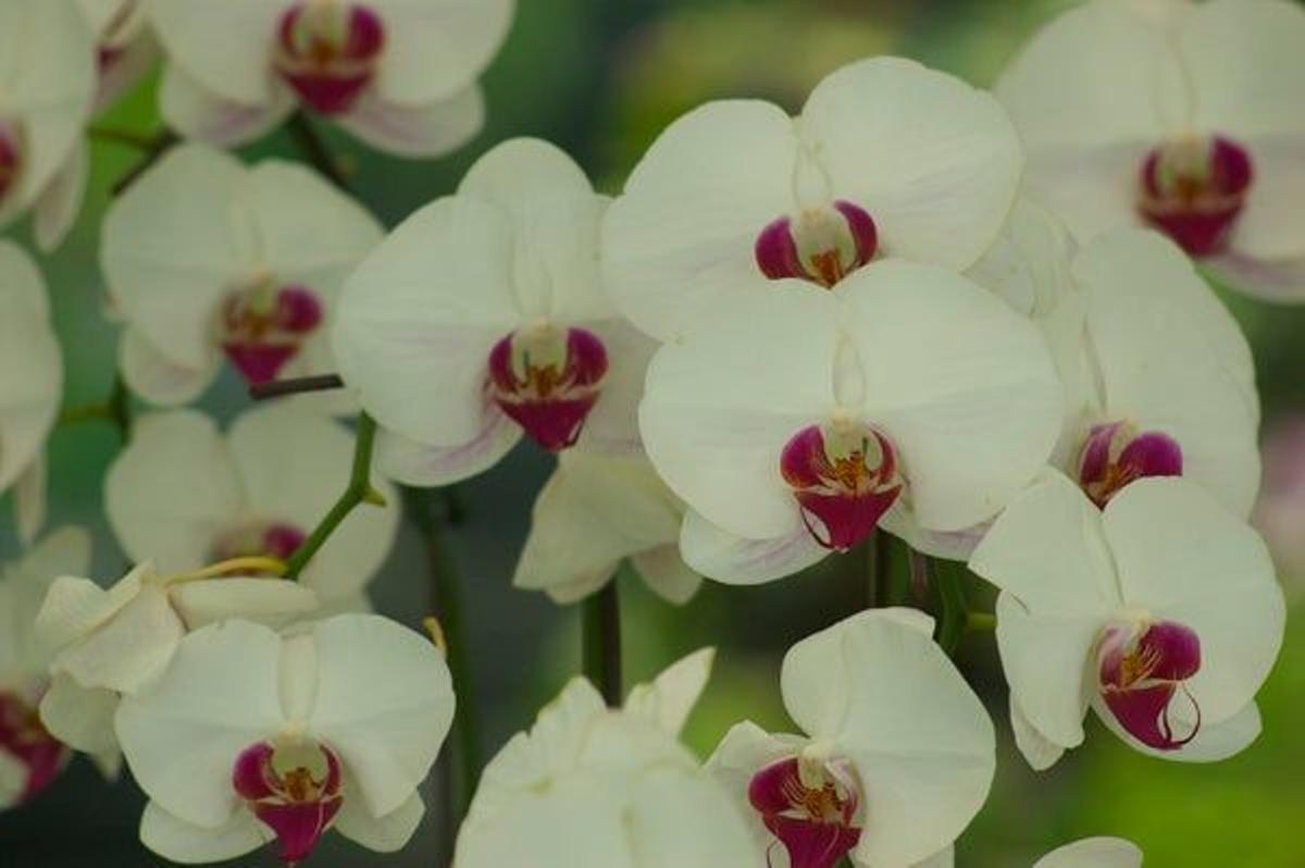 Las orquídeas florecen en los parques de la ciudad