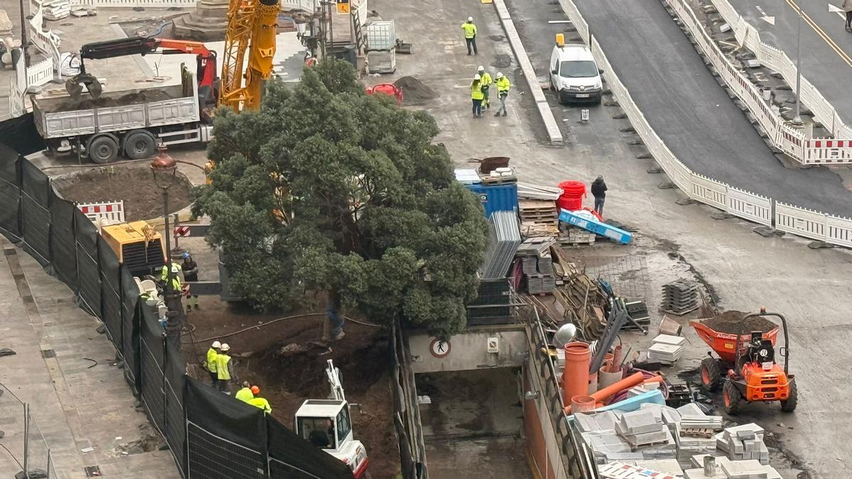 Comienza el traslado del metrosidero en el Cantón Grande.