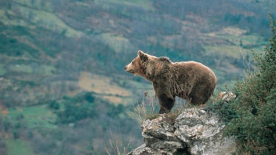 Dos osos pardos mueren en sendos atropellos en la provincia de León