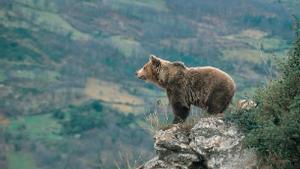 Mueren dos osos pardos en la provincia de León