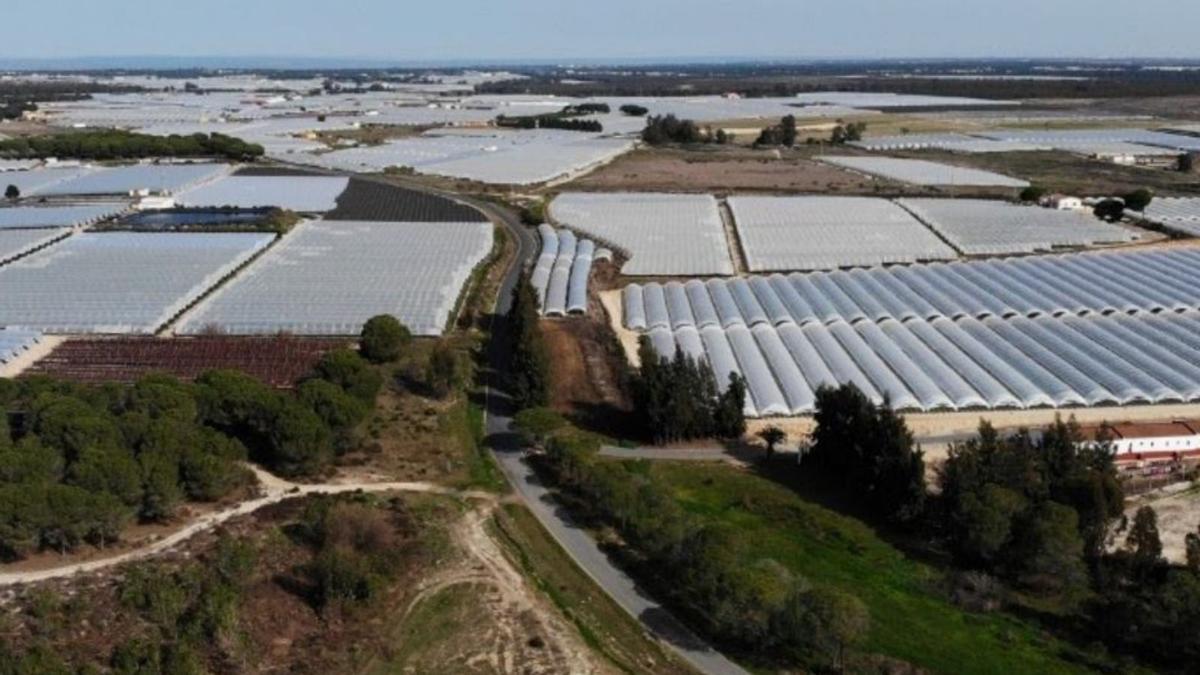 Vista aérea de una finca de regadío en en entorno de Doñana.