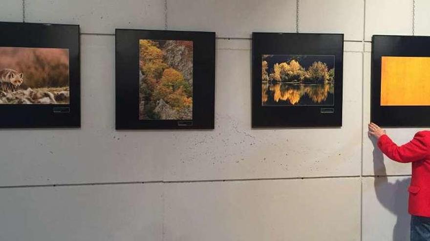 Cangas de Onís exhibe las fotografías de naturaleza de Afonas