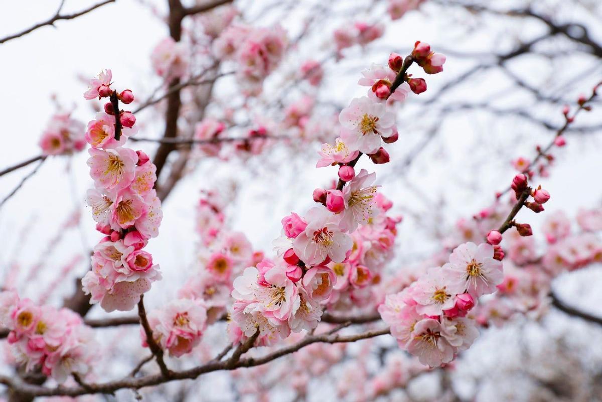 Cerezos en flor durante la primavera