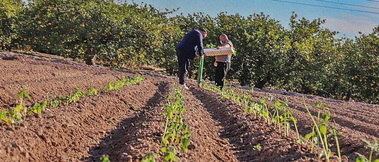 Plantones de cáñamo plantados ayer en una parcela de Callosa de Segura.