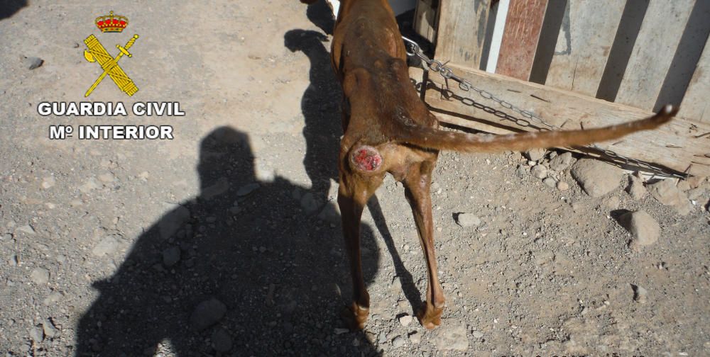 Maltrato animal en Puerto del Rosario