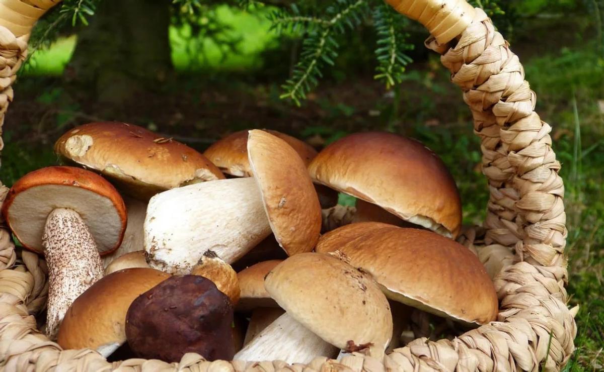 Comienza la temporada de setas en Málaga.