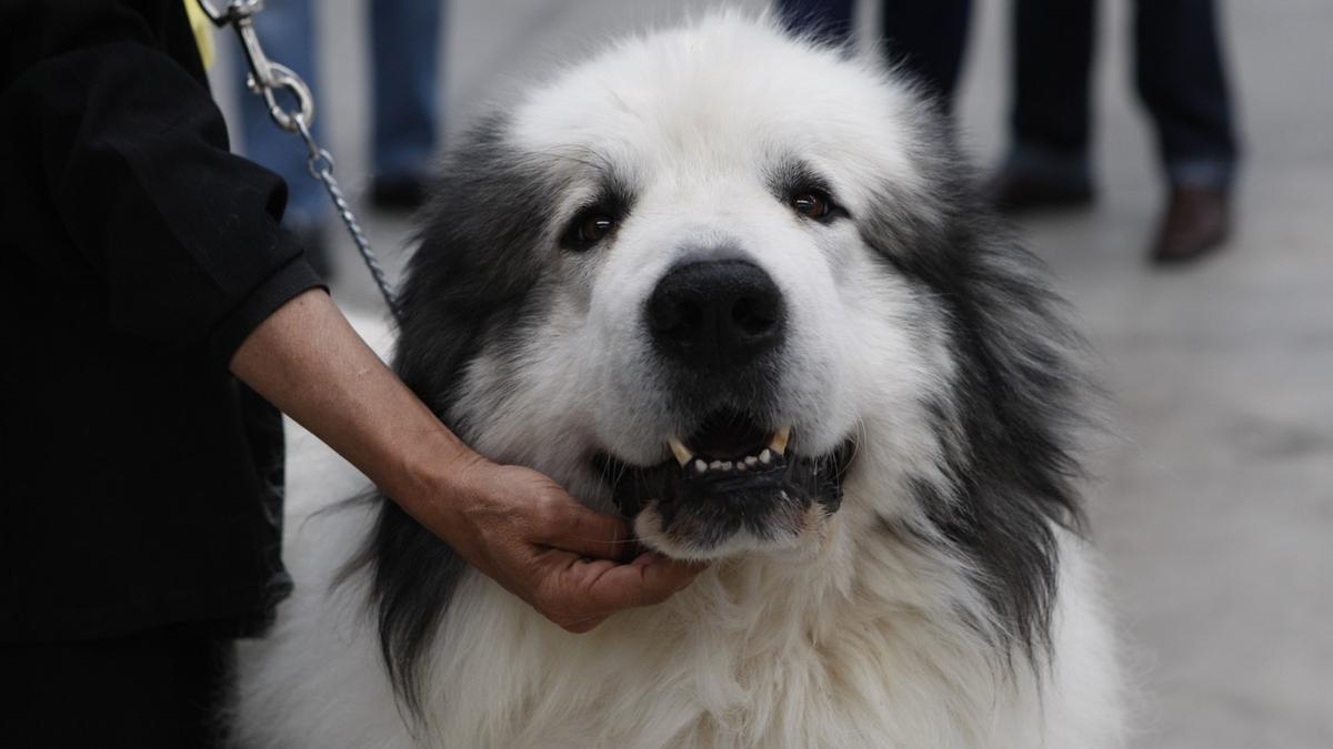 El Ayuntamiento proporciona bolsas para los excrementos caninos