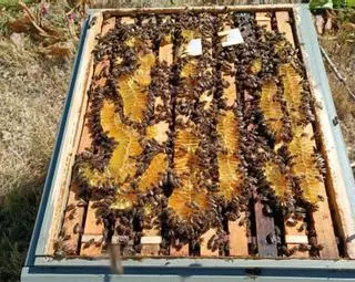 Piden siete años de cárcel para dos hombres por vender miel adulterada en Ibiza