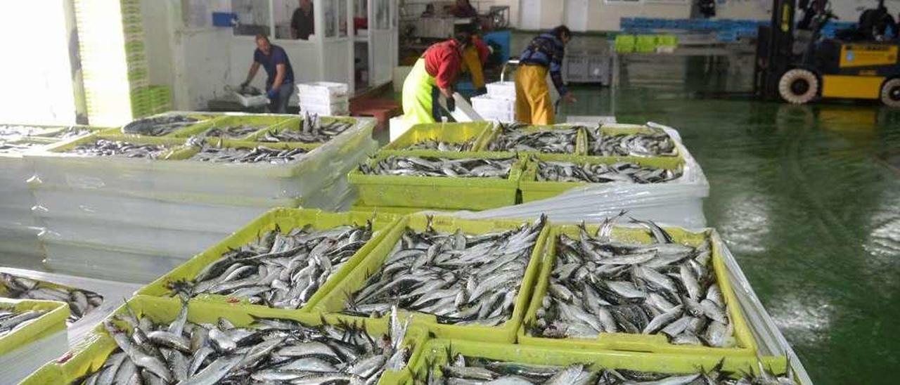 Sardina en la lonja de Cambados procedente de la flota del &quot;xeito&quot;. // Noé Parga