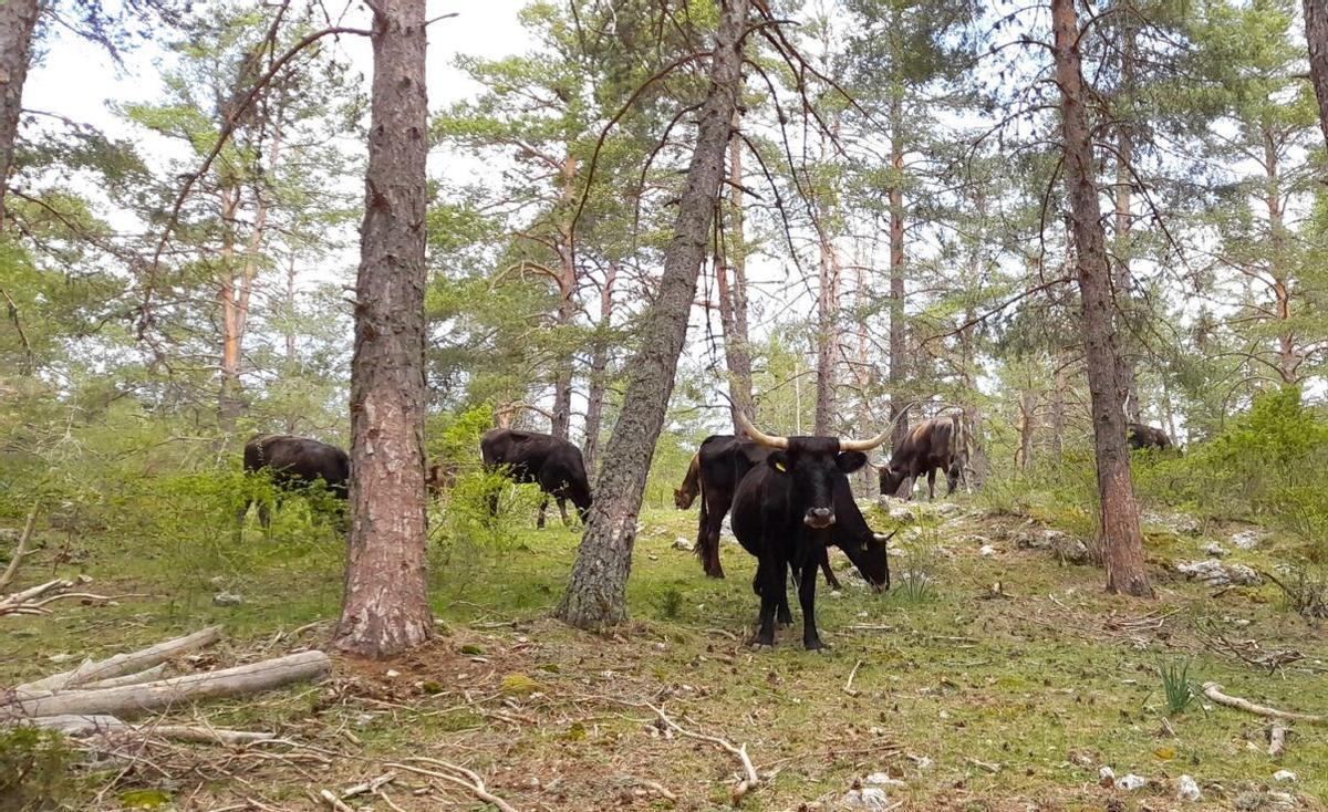 Ejemplares de tauro en España