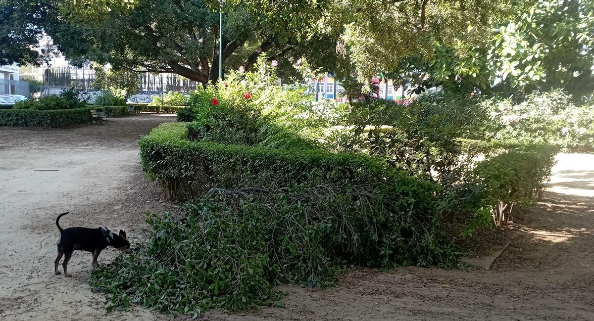 Ramas caídas, en el momento de la visita de La Opinión a la plaza de El Ejido.