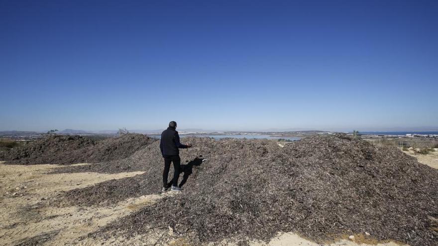 Torrevieja usa como secadero de algas un parque sin terminar