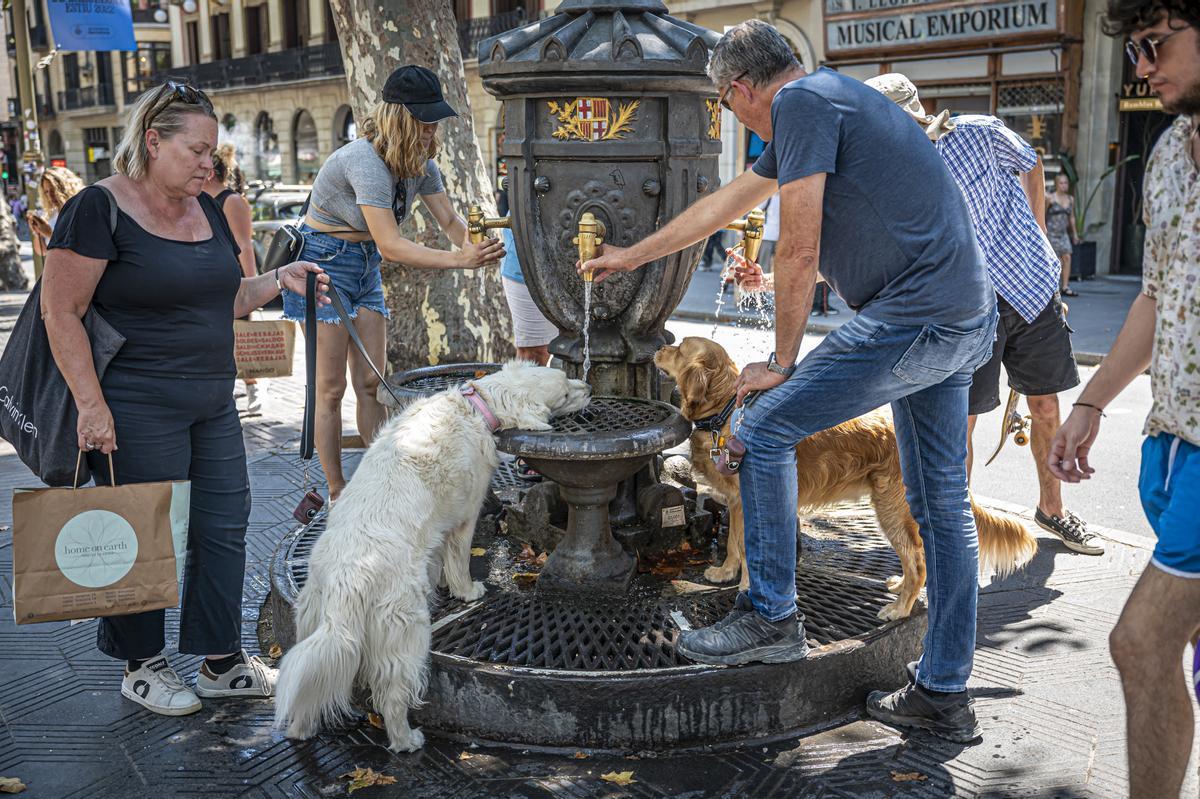 Gente y máscotas refrescándose en la fuente de Canaletas de les Rambles de Barcelona