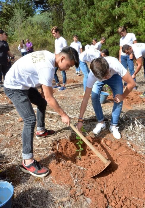 REPOBLACIÓN FORESTAL FONTANALES MOYA