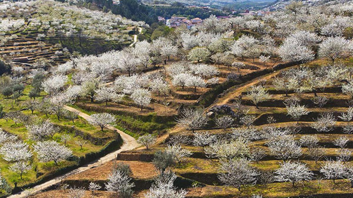 Cerezos en flor en el Valle del Jerte