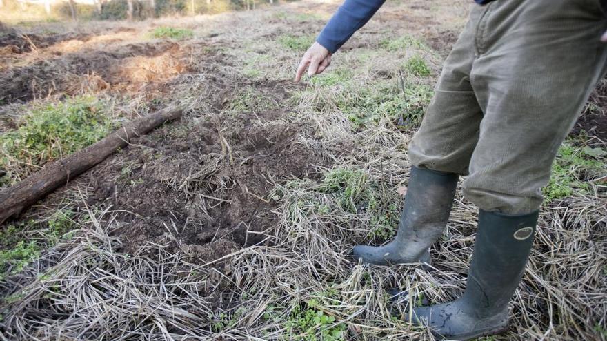 Unións Agrarias pide que la Xunta asuma la gestión de la población de jabalíes