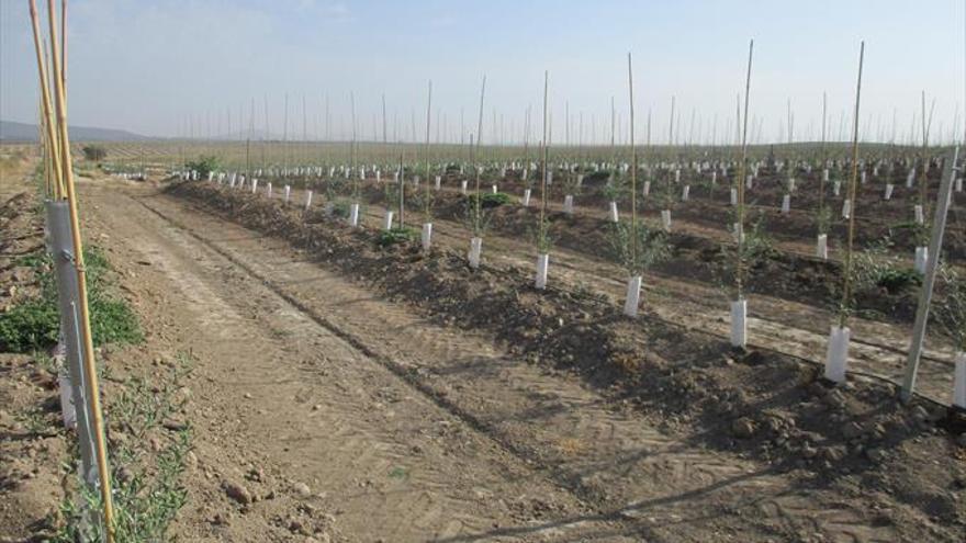 El olivar crece 14 hectáreas por día