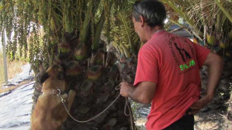 Uno de los perros que forman parte del proyecto, junto a una palmera.