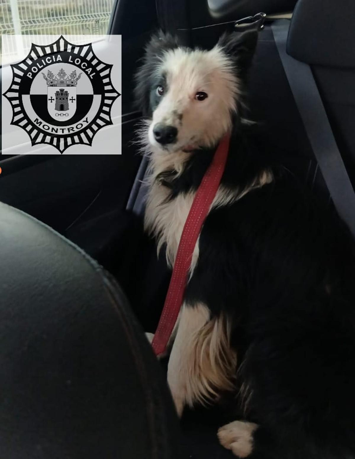 Uno de los perros rescatados.