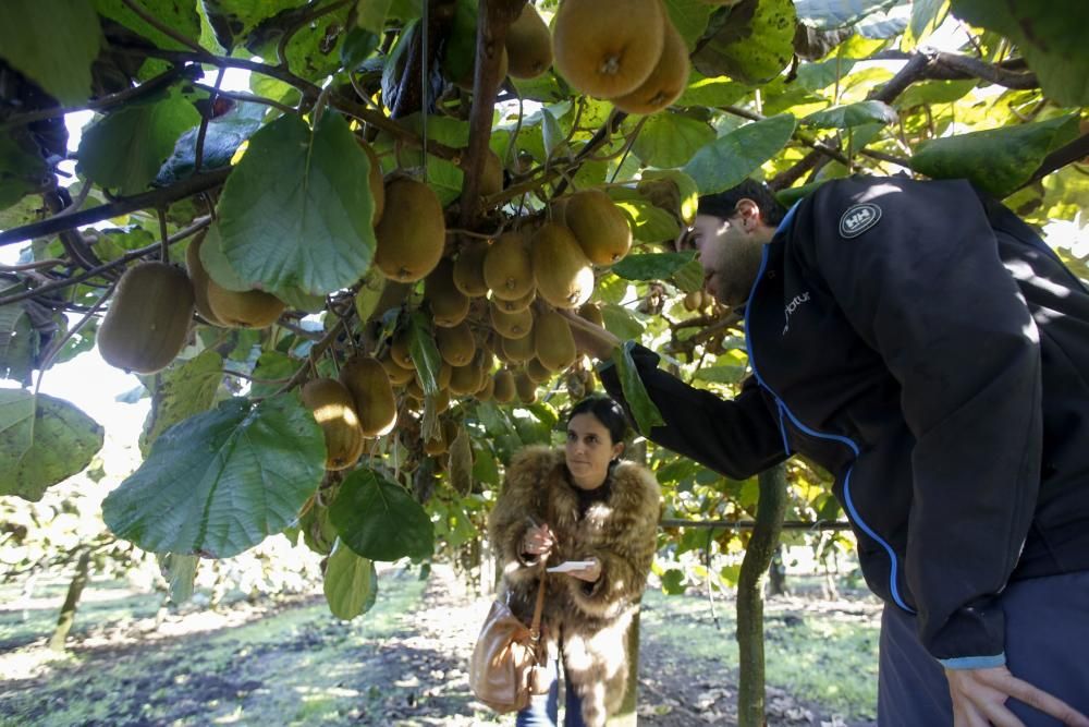 La recogida del kiwi en Pravia