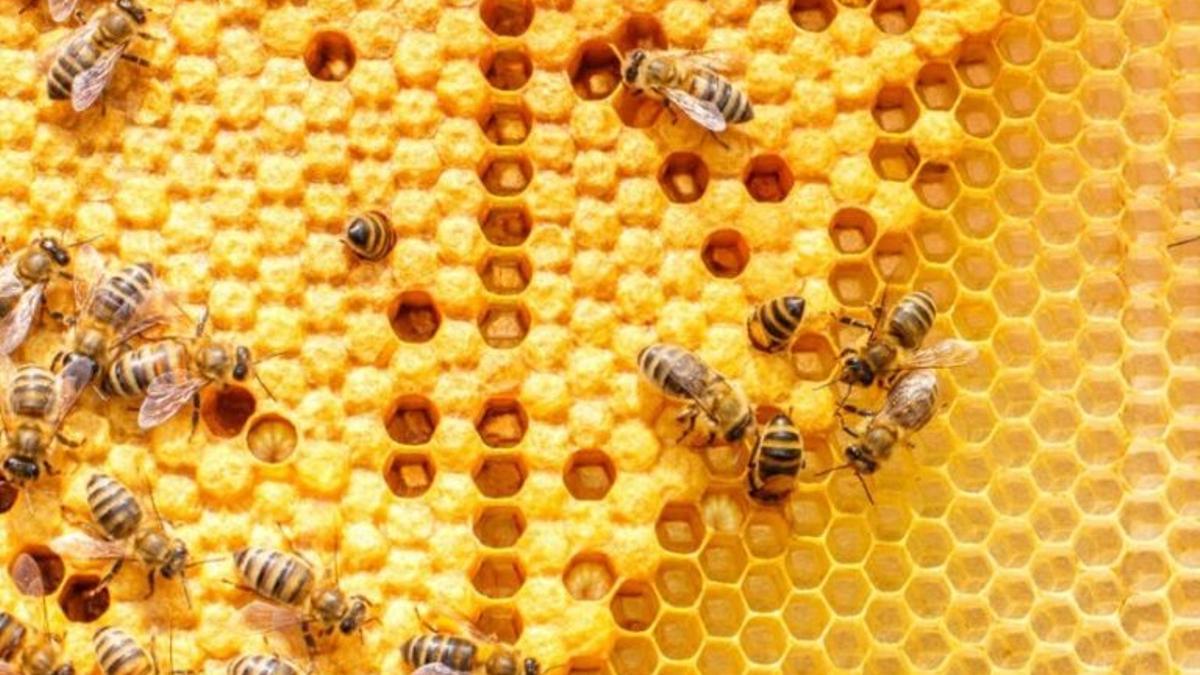 La UE restringe el uso de dos plaguicidas perjudiciales para las abejas