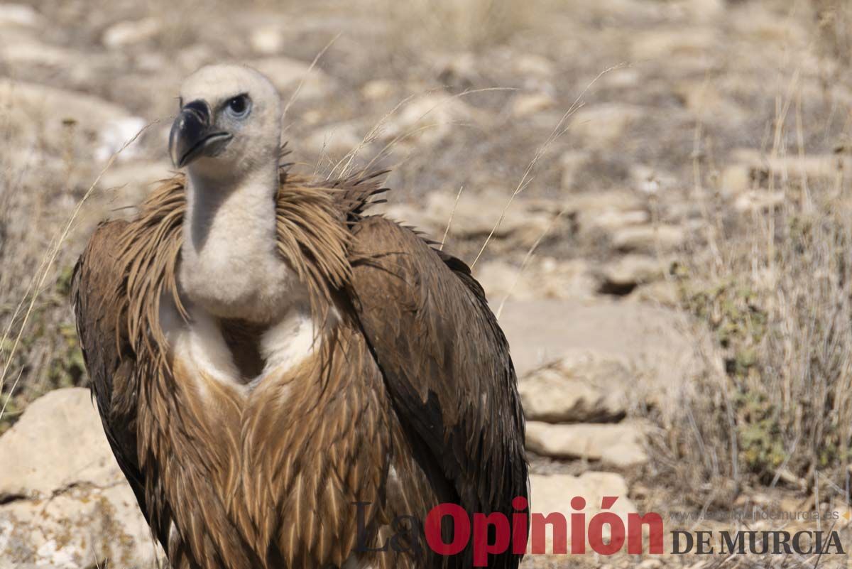 Suelta de dos buitres leonados en la Sierra de Mojantes en Caravaca