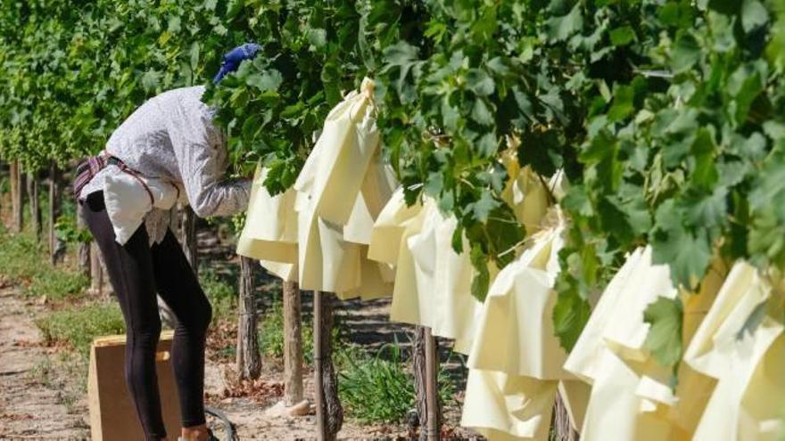 Una mujer recoge uvas embolsadas durante la última vendimia.