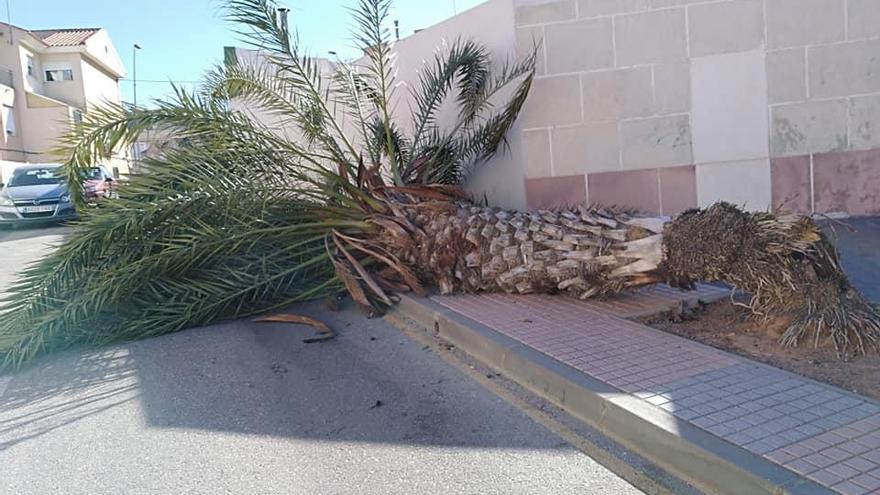 Una palmera ha caído en La Unión