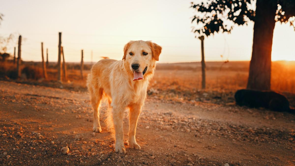 Espantar a los perros con un sonido y en un segundo es posible: así se hace.